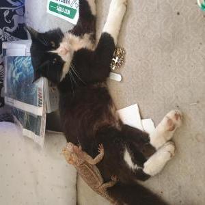 Lost Cat Pete