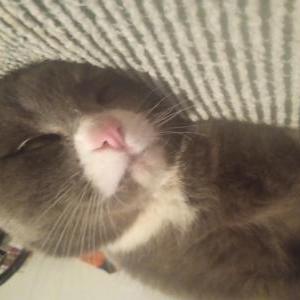 Lost Cat Peppy