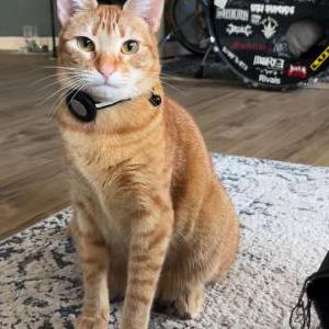Image of serj, Lost Cat