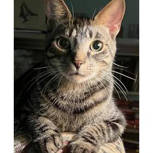 Lost Cat Jack Mackerel