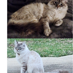 Lost Cat Bowie