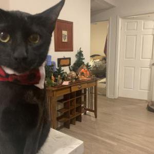 Lost Cat Theo