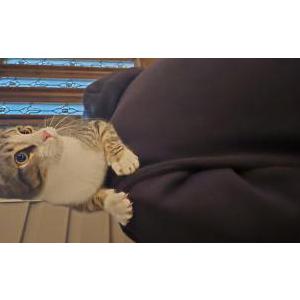Image of Unsure, Found Cat