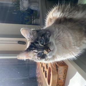 Lost Cat Cheese