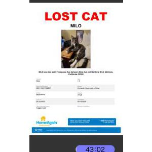 Image of Milo, Lost Cat