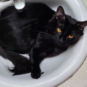 Lost Cat Beri