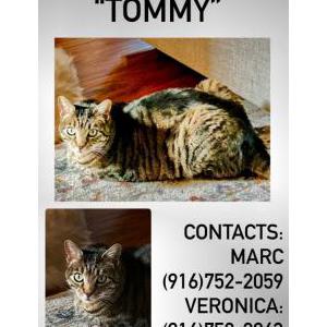 Lost Cat Tommy/martin