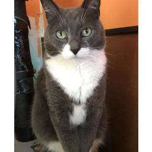 Lost Cat Sid