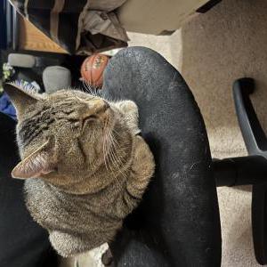 Image of Cat, Lost Cat