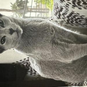 Lost Cat Serene Mars