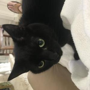Lost Cat Blackie