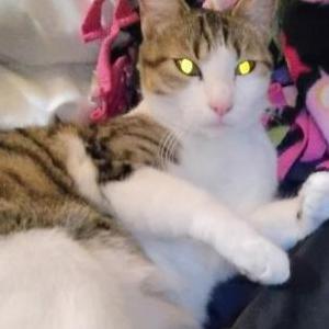 Image of Raven, Lost Cat