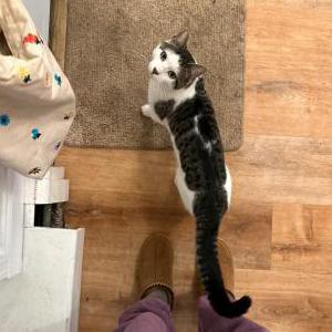 Image of Cody, Lost Cat