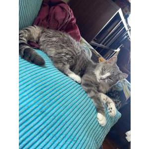 Lost Cat Tweak