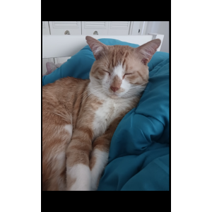 Lost Cat Baxter