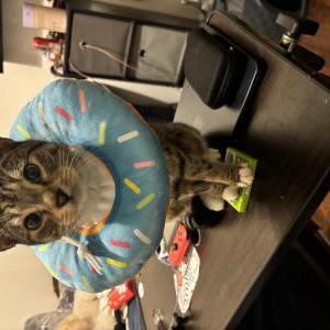 Lost Cat Camila
