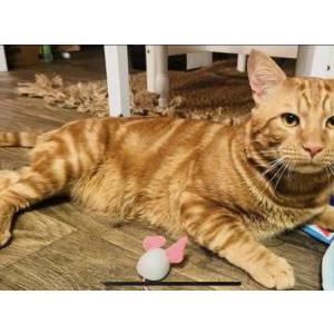 Lost Cat Tigger