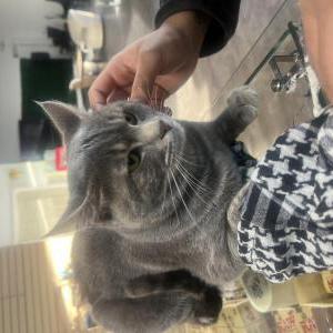 Found Cat Unknown
