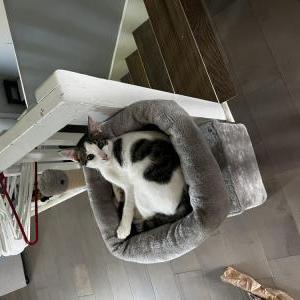 Image of Megatron, Lost Cat