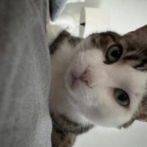 Lost Cat Benjamin