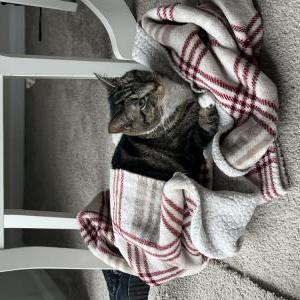 Image of Whiskey, Lost Cat