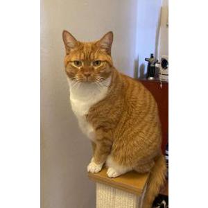 Lost Cat Max