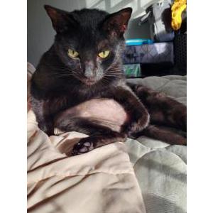 Lost Cat Jackie
