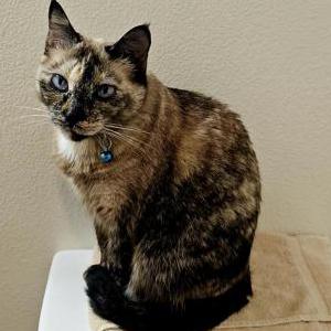 Lost Cat Litecoin
