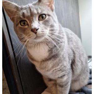 Lost Cat Johan