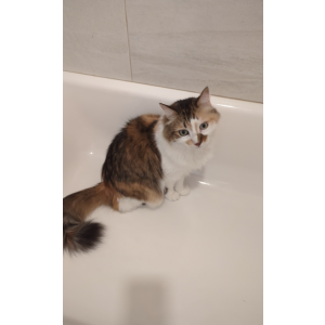 Image of Rocket, Lost Cat