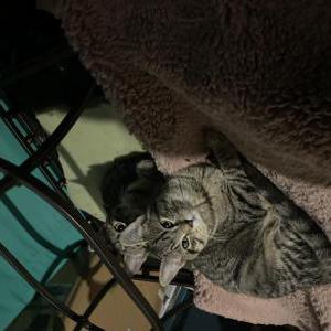 Lost Cat roger walters