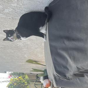 Lost Cat RecM