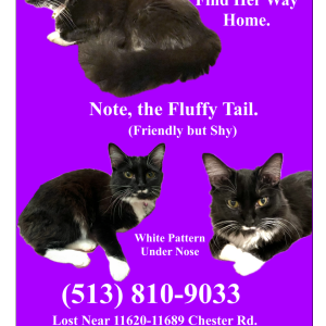 Lost Cat Bean