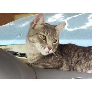 Lost Cat Stumpy