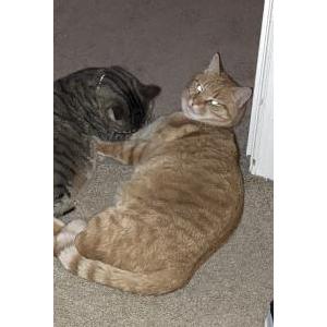 Lost Cat Opal