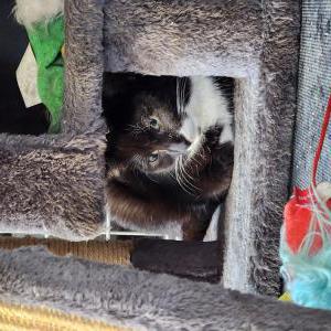 Found Cat Unknown