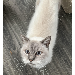 Lost Cat Boo boo