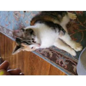 Found Cat Unknown