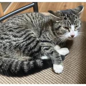 Found Cat unknown