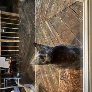 Found Cat Unknown