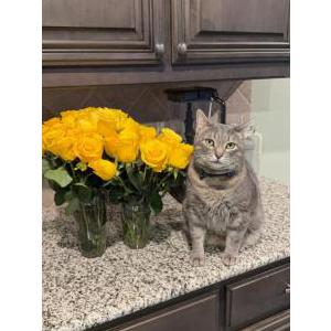 Lost Cat Rio