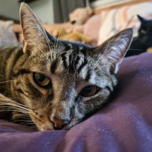 Image of Chase, Lost Cat