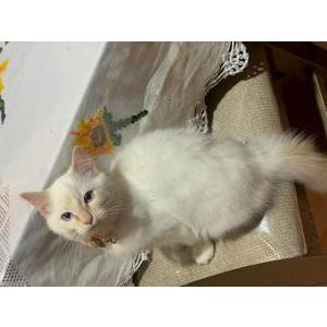 Lost Cat Cherry