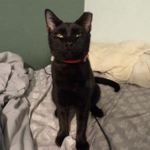 Lost Cat Binx