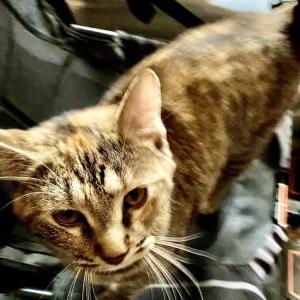 Found Cat Unknown