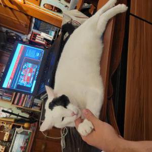 Lost Cat Petey