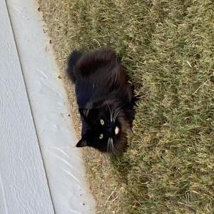 Lost Cat Mia Standifer