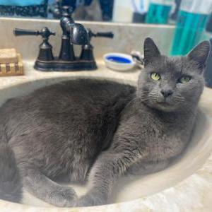 Lost Cat Homie