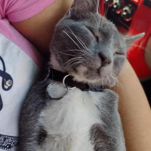 Lost Cat Sharko