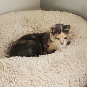 Lost Cat Charo
